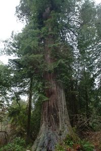 Largest tree I saw on the trip.