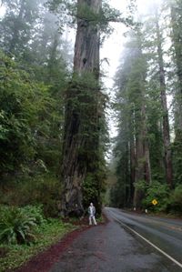 Coast redwood, with diminutive human figure for perspective.