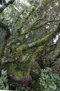 Tree limbs in rain forest, western Oregon.