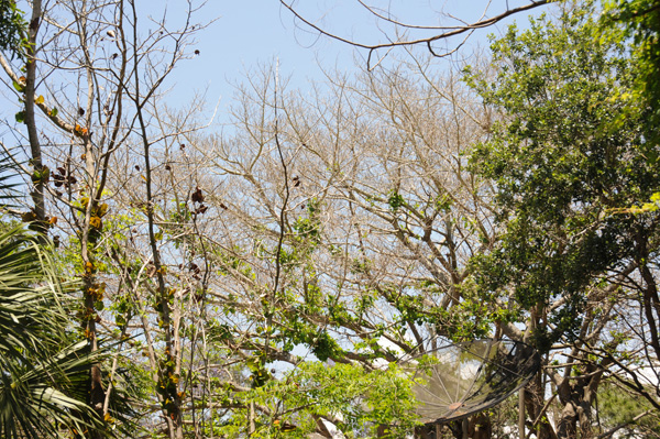 The leaves are growing.
