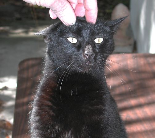 Isabel