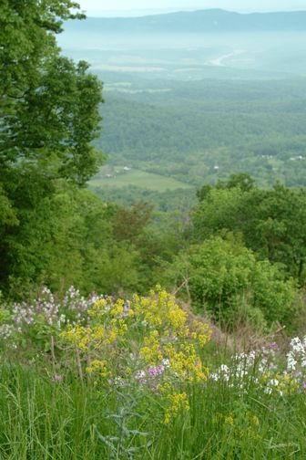 Flowers and trees on Skyline Drive.