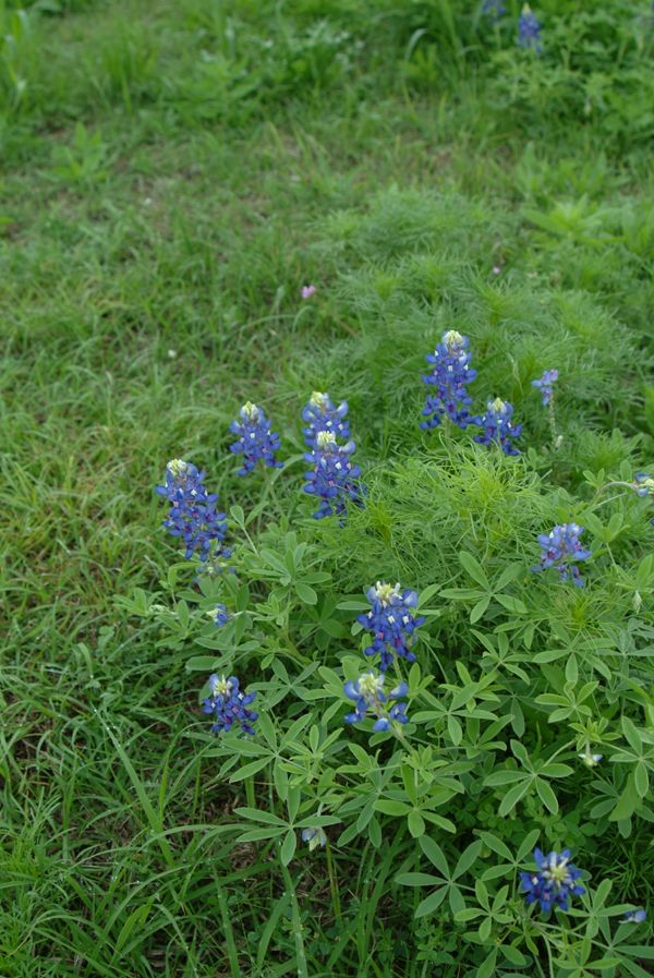 Texas bluebonnets