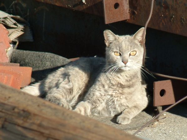 Feral cat in Van Nuys.