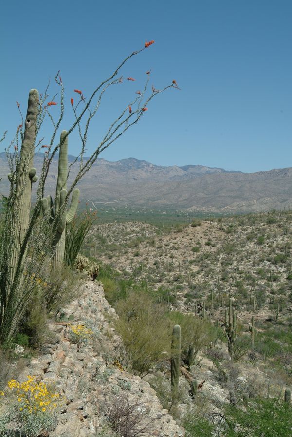 Saguaro National Monument