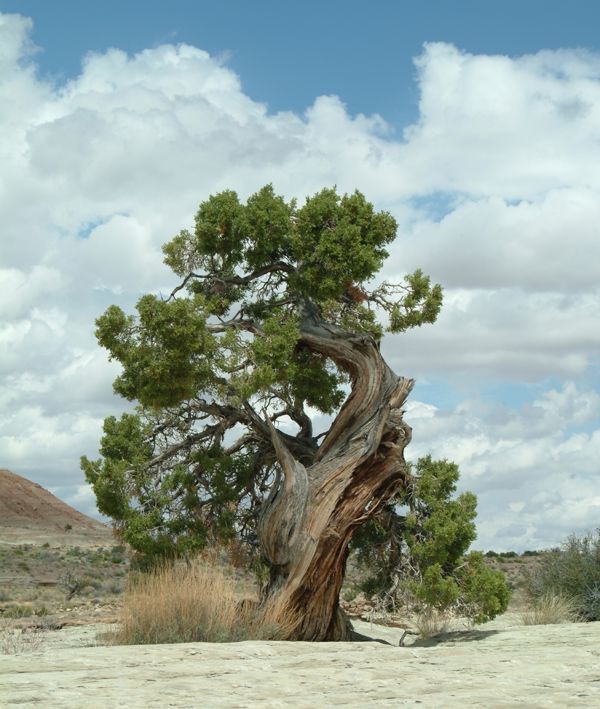 Tree at rest area on I-70 in Utah.